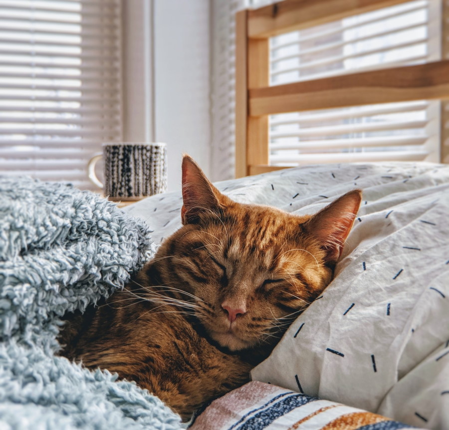 Γάτος με κλειστά μάτια επάνω σε κρεβάτι