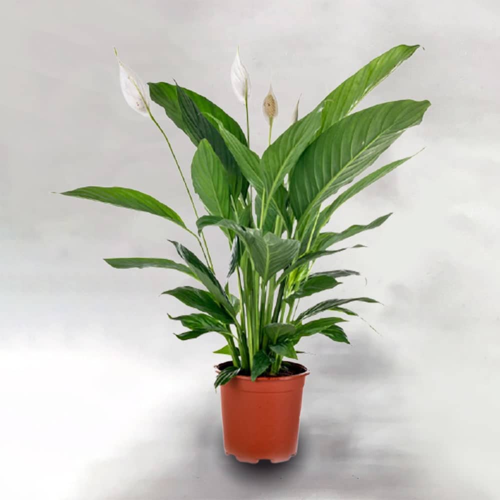 Σπαθίφυλλο